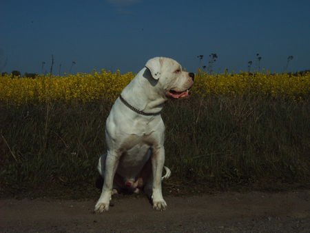 American Bulldog bandit