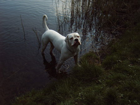 American Bulldog bandit