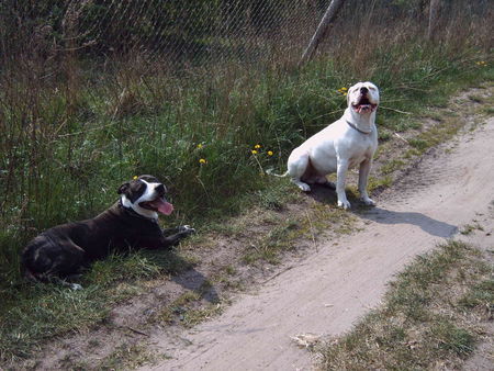 American Bulldog bandit und sein treuer kamerad lenox