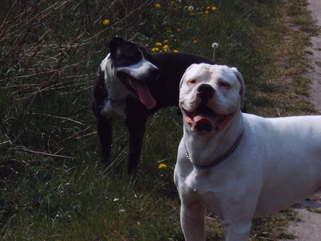 American Bulldog was los