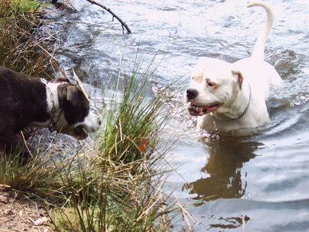 American Bulldog das ist mein see