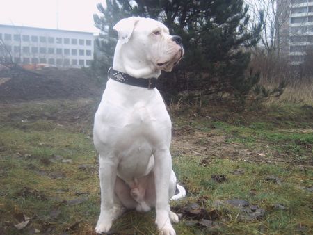 American Bulldog bandit 10 monate