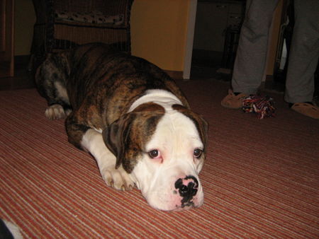 American Bulldog