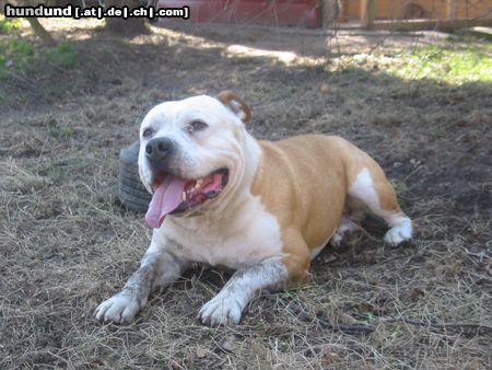 American Bulldog  Joys Papa