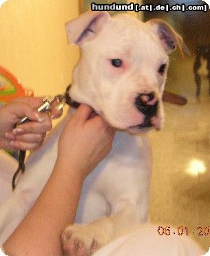 American Bulldog Hot Blooded Ice Fire