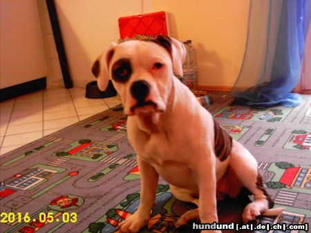 American Bulldog Joy American Bulldog , 7 Monate