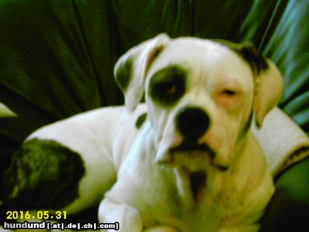 American Bulldog Joy American Bulldog , 7 Monate