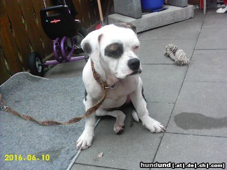 American Bulldog Joy American Bulldog , 7 Monate