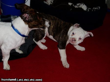 American Bulldog Goofy und Ocean