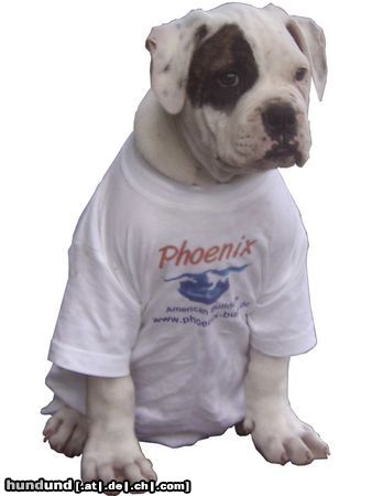 American Bulldog Phoenix Bulls 