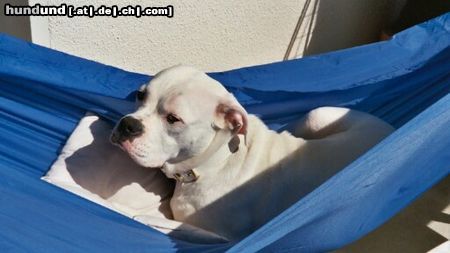 American Bulldog Cherokee's Amy (Gina)