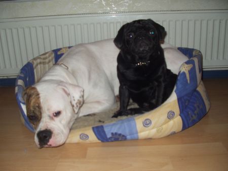 American Bulldog White Bull´s Miracle mit Freund Snoopy!