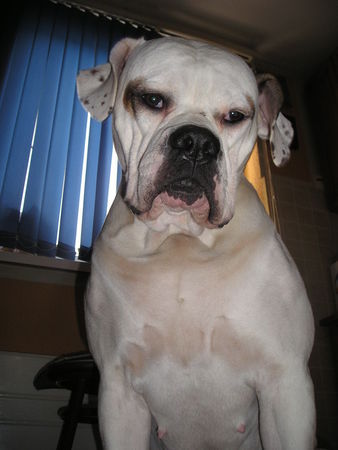 American Bulldog Chilingher Patrik's lady...