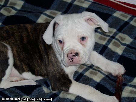 American Bulldog Ocean 9 Wochen alt