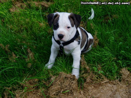 American Bulldog Shanty 7 1/2 Wochen