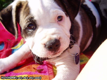 American Bulldog Shanty 8 Wochen