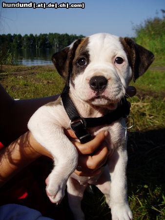 American Bulldog Shanty 7 1/2 Wochen