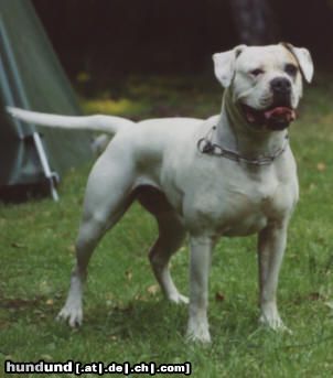 American Bulldog Mama Champion Phoebe