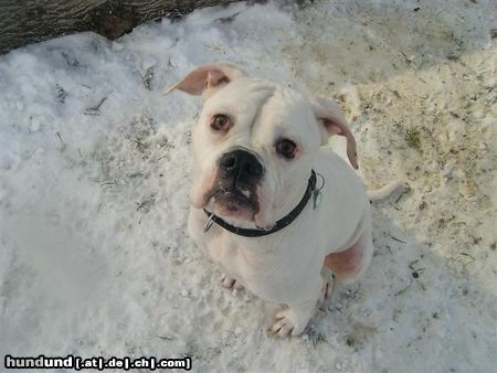 American Bulldog Phoenix Bulls Cylin