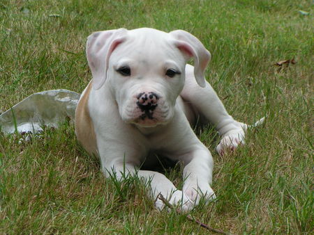 American Bulldog Mr. Bo Jangles