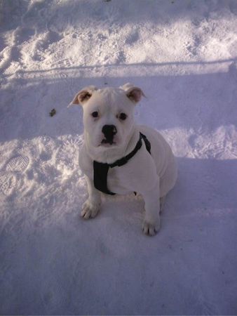 American Bulldog Stella (15 Wo.)