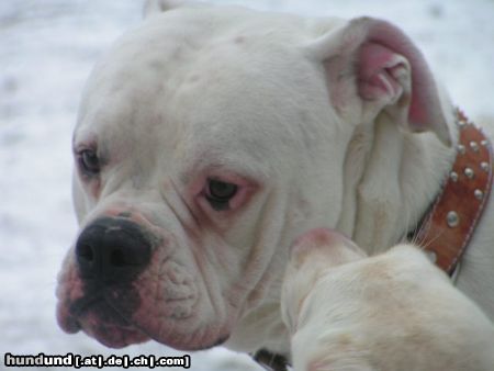 American Bulldog snoopy, american bulldog