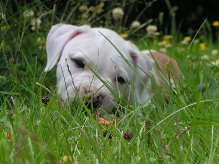 American Bulldog Proud Heroes Mr. Bo Jangles