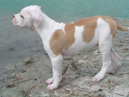 American Bulldog Mr. Bo Jangles