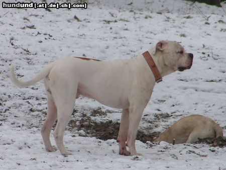 American Bulldog snoopy, american bulldog