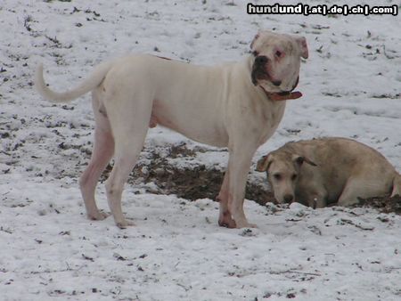 American Bulldog snoopy, american bulldog