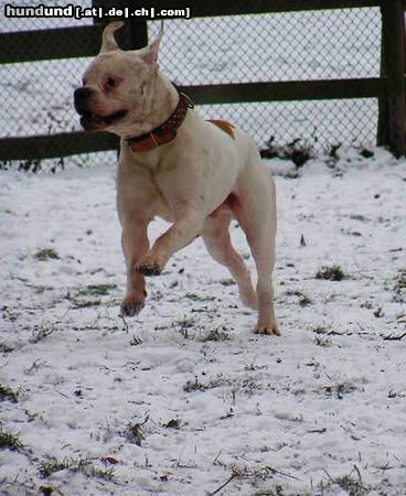 American Bulldog snoopy, american bulldog