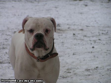 American Bulldog snoopy, american bulldog