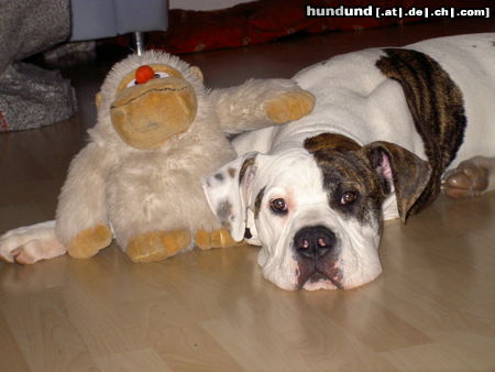 American Bulldog Lenox und sein bester Kumpel