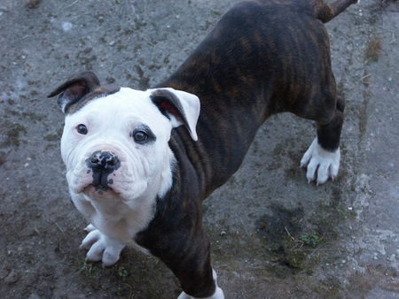 American Bulldog Das bin ich