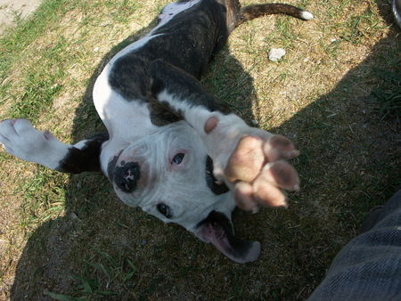 American Bulldog