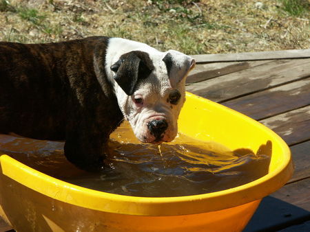 American Bulldog