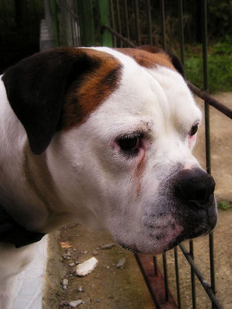 American Bulldog Mao Dafna's