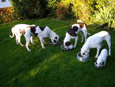 American Bulldog We are Family:-)