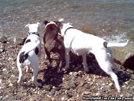 American Bulldog die Wellen kommen