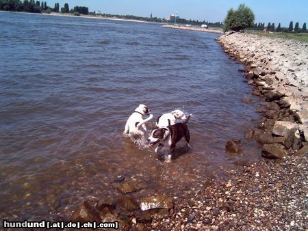 American Bulldog Badezeit