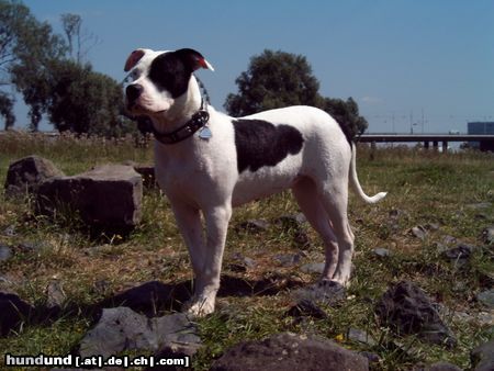 American Bulldog Kira 6 1/2 Monate