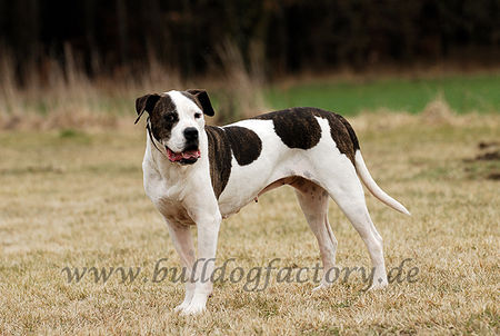 American Bulldog Shira 11 Jahre