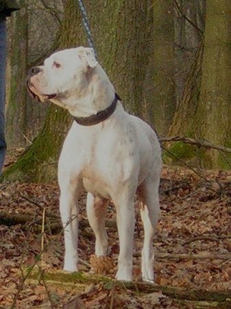 American Bulldog Redwoods Wanda HD-B, ZTP, AD, BH