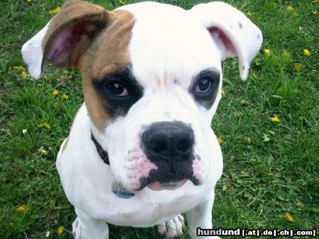 American Bulldog White-Bandit´s Woody Allan