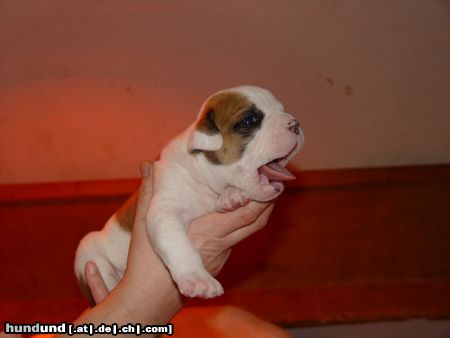 American Bulldog Baby Woody