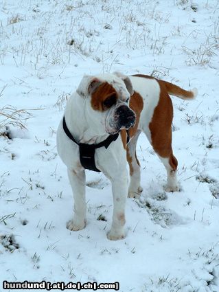 American Bulldog