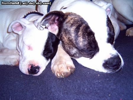 American Bulldog Schmusestunde