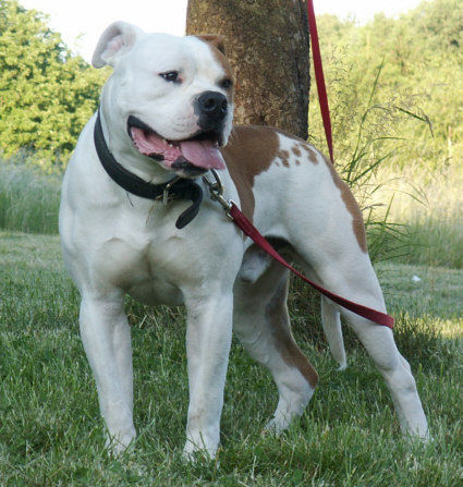 American Bulldog American Bulldog ZORRO