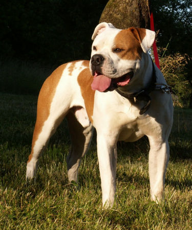 American Bulldog American Bulldog ZORRO