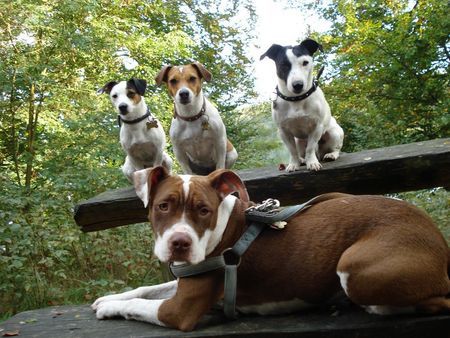 American Bulldog Nicki(BulldogMix) mit großer Schwester Alexis,Eltern Nelli und Starski ; )